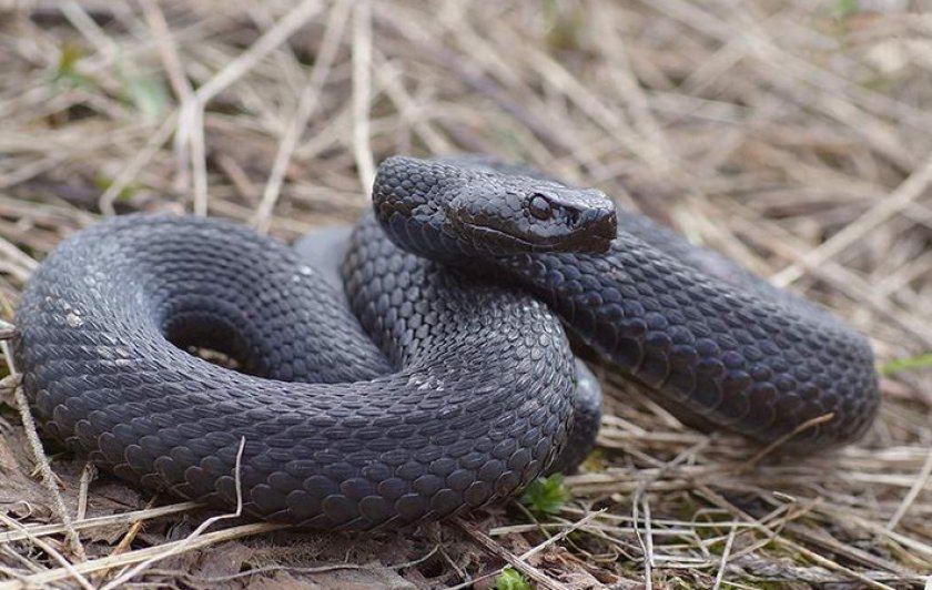 Гадюка Никольського