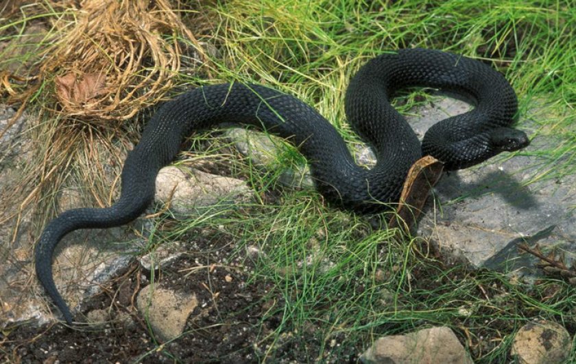 Гадюка Никольського