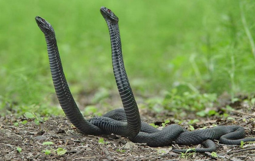 Гадюка Никольського