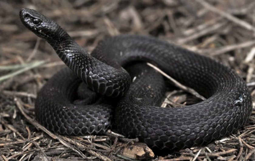 Гадюка Никольського