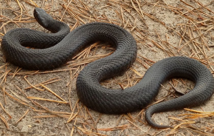 Гадюка Никольського