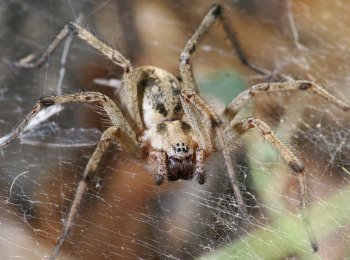 Воронковый паук: описание, особенности строения, ядовитый или нет
