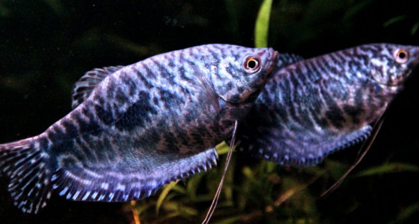 Пара гурами