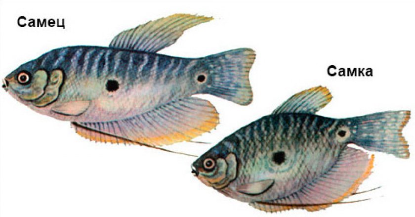 Самка и самец