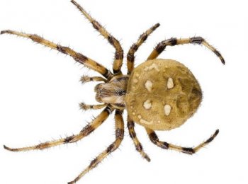 Как выглядит, где обитает и чем питается паук-крестовик