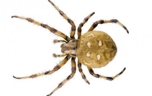 Крестовик паук. Описание, особенности, виды, образ жизни и среда обитания крестовика