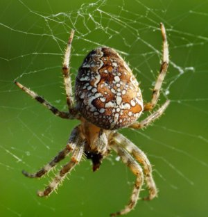 Опасен ли паук крестовик для человека, araneus marmoreus