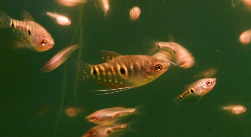 Мальки гурами