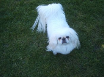 Скромные размеры и добрый нрав: кормление и уход за пекинесом в домашних условиях