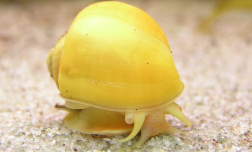 Pomacea bridgesi Pomacea bridgesi