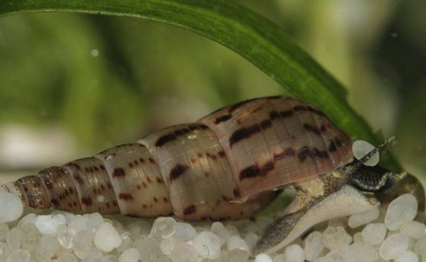 Melanoides tuberculatus Melanoides tuberculatus