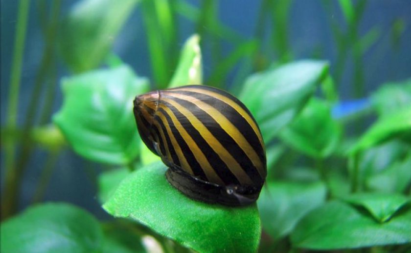 Neritina natalensis sp. Zebra Neritina natalensis sp. Zebra