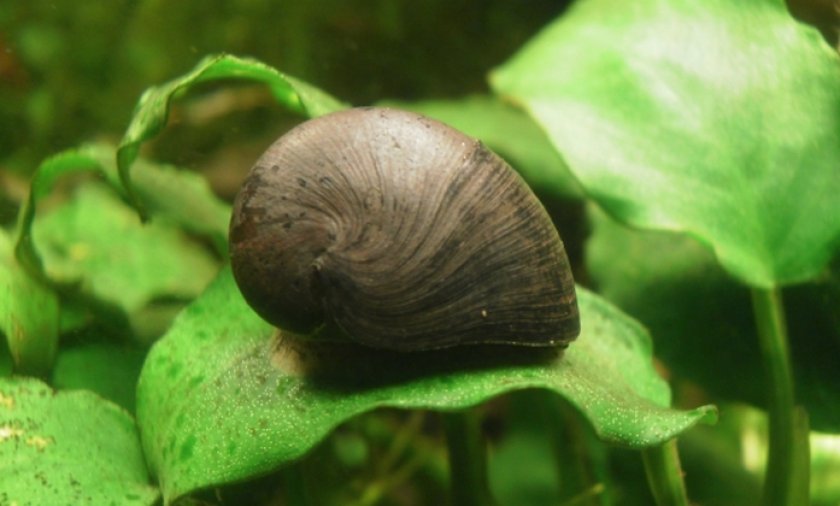 Армейский шлем Армейский шлем