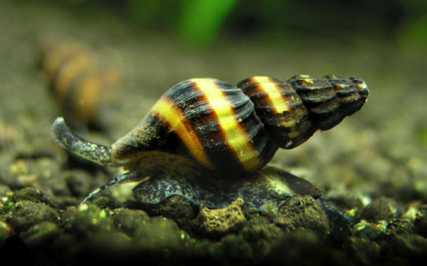 Anetome helena Anetome helena