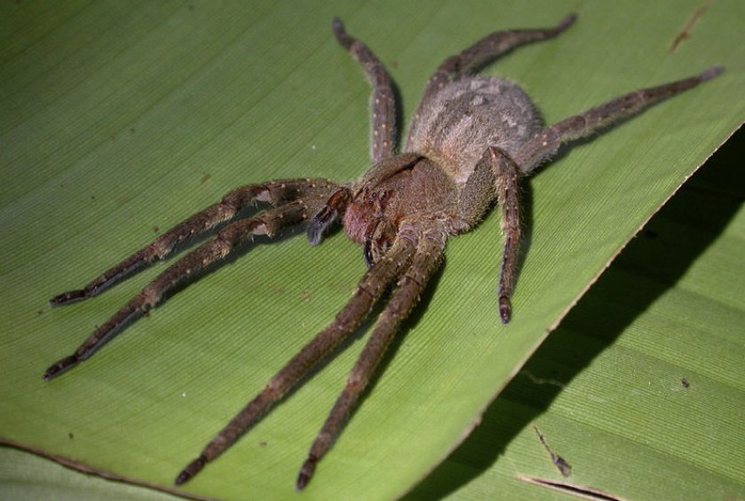 Бразильский странствующий паук