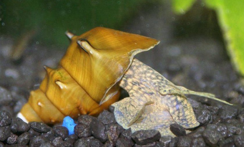 Brotia Pagodula Brotia Pagodula