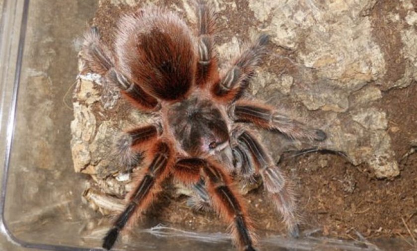 Лососево-розовый паук-птицеед