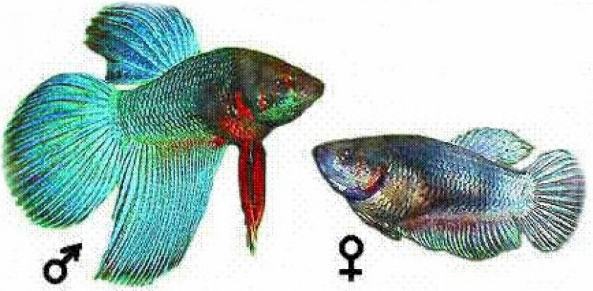 Самка и самец