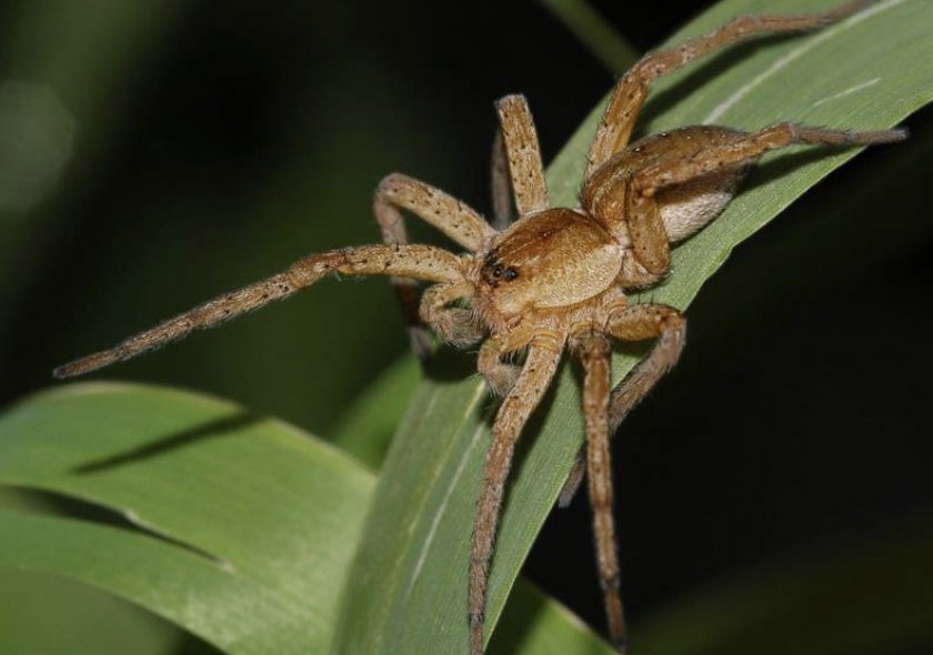 Большой сплавной паук