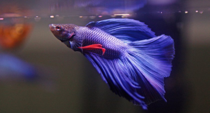 Петушок-самец Петушок-самец