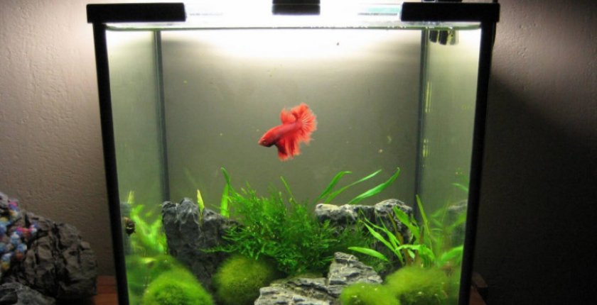 Петушок в аквариуме
