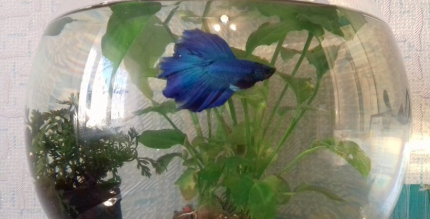 Петушок Петушок