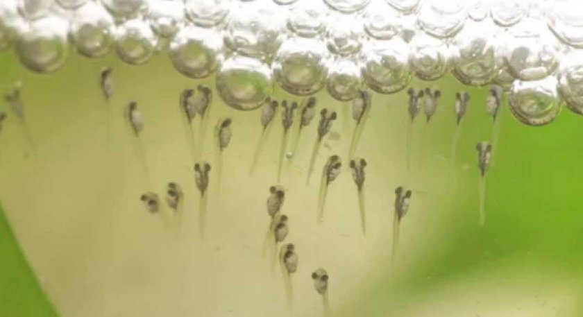 Мальки петушков