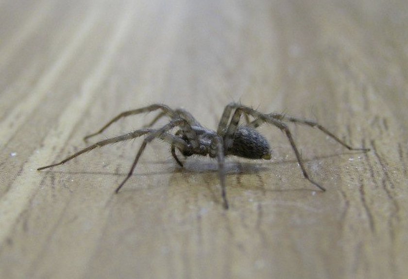 Определить вид паука. Тегенария домовая. Мизгирь паук домашний черный. Серые домашние пауки. Пауки обитающие в домах.