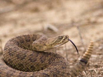 Змея — это животное? Характеристика и описание