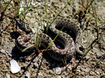 Степная гадюка: всё самое важное и интересное