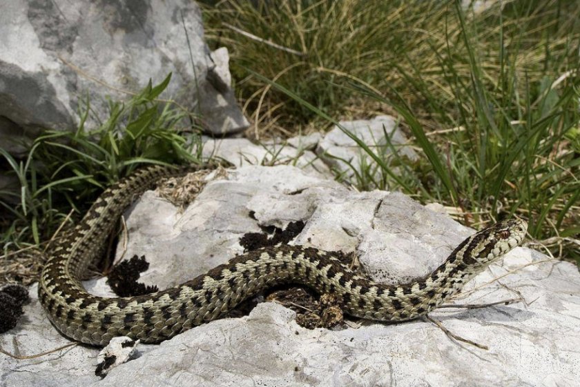 Гадюка степная