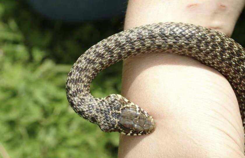 Укус гадюки