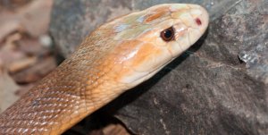 Австралийская змея тайпан