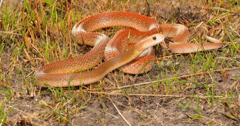 Австралийская змея тайпан