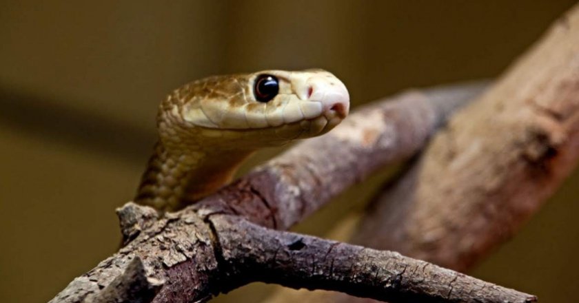 Тайпан во время охоты