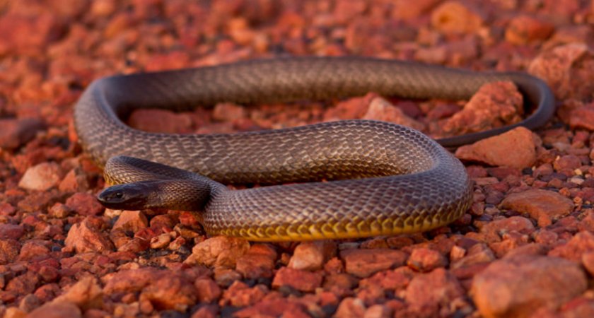 Тайпан внутренних территорий
