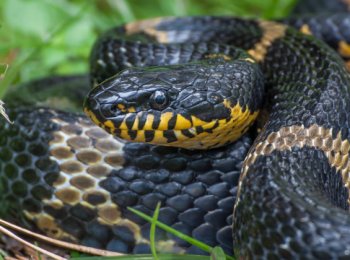 Опасен ли амурский полоз: описание, содержание в домашних условиях