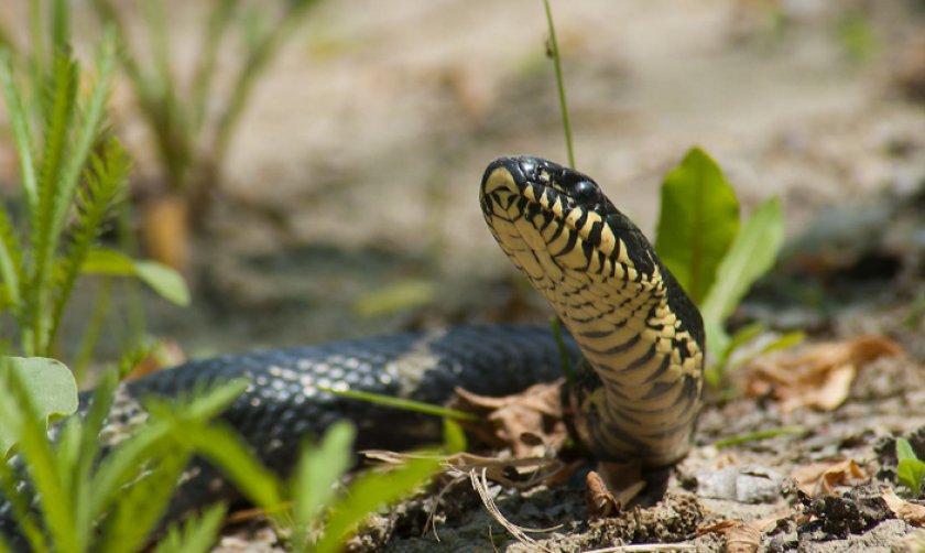 Амурский полоз