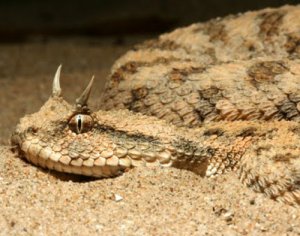 Змея с рогами на голове: гадюка в пустыне