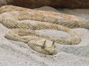 Рогатая гадюка: как выглядит, где водится, чем опасна