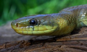 Эскулапов полоз