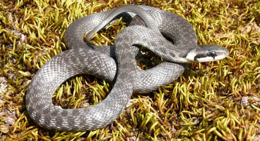 Эскулапов полоз