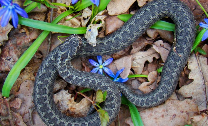 Эскулапова змея