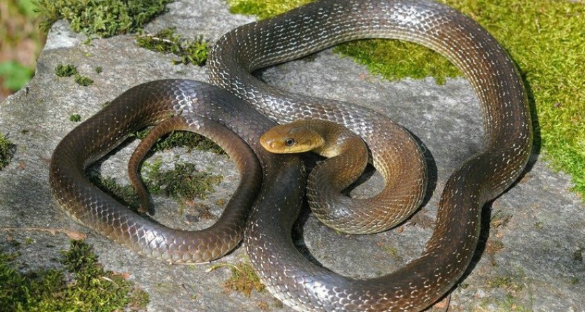 Змея эскулапова