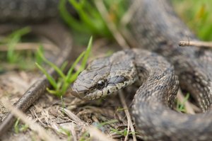 Узорчатый полоз