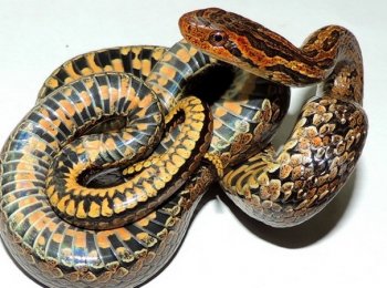 Красноспинный полоз: как выглядит, где встречается, опасен ли, как ухаживать в домашних условиях