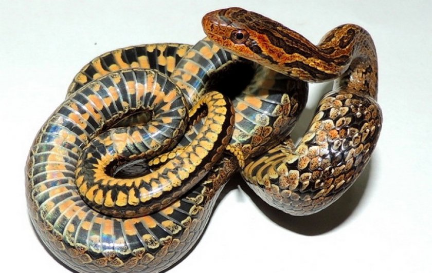 Красноспинный полоз