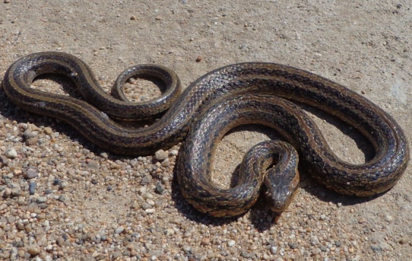 Красноспинный полоз