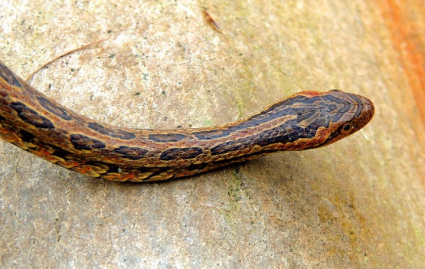 Красноспинный полоз