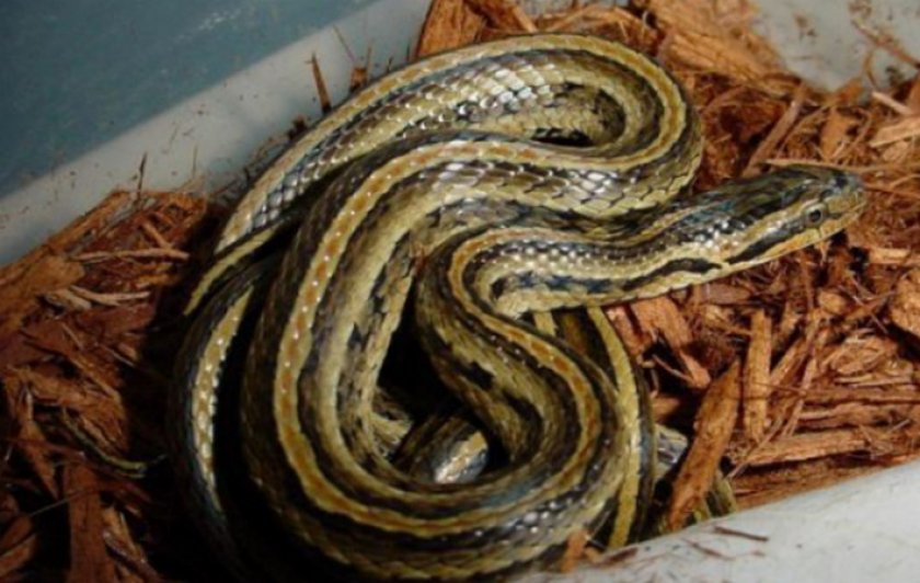 Красноспинный полоз